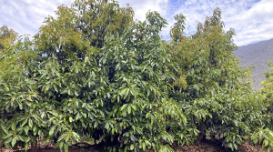 Cómo enfrentar la creciente salinidad del agua en los huertos de palto de alto rendimiento