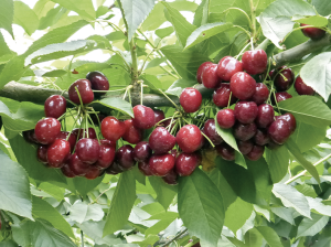 Una prospección a la concentración de minerales en la fruta de distintos cultivares de cerezas