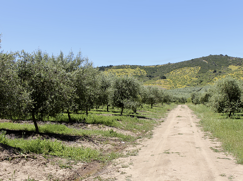 Olivos Archives - Redagrícola
