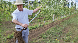 Árboles mejor formados y adelantos en la producción de cerezas