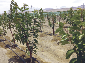 El entusiasmo peruano por la cereza ya ve sus primeros frutos