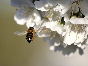 Cómo mejorar la polinización y la cuaja en el cerezo: priorizar un enfoque holístico desde la plantación