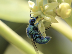 Seduciendo a polinizadores silvestres ante un escenario cada vez más adverso