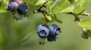 Potencial varietal en Chile para enfrentar el escenario mundial del arándano