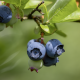 Potencial varietal en Chile para enfrentar el escenario mundial del arándano