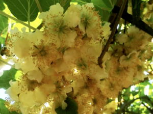 La fortaleza de huertos antiguos de kiwi a las nuevas exigencias del mercado