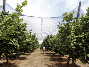 El nuevo Centro de investigación que se abre camino en el Sur de Chile