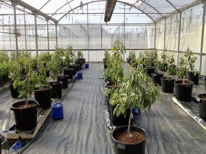 Cultivo sin suelo de palto permitiría una mayor eficiencia en su crecimiento y desarrollo con menor consumo de agua