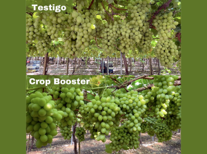 Un nuevo paradigma en la producción frutícola