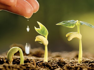 Soluciones Reales Contra la Pérdida de la Fertilidad Natural de los Suelos