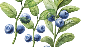 Estrategias para un adecuado manejo de la roya en arándanos