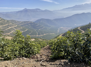 Las Claves del Éxito de Jorge Schmidt