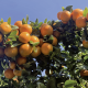 BlueN, aporte biológico de nitrógeno en frutales