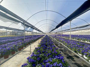 Un Proyecto de Riego Pionero en Chile