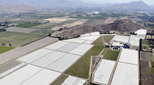 Los mercados están deseosos de uva de mesa de alta gama
