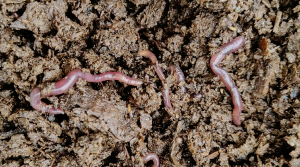 Alimentos sanos, reciclaje de residuos orgánicos y cambio climático