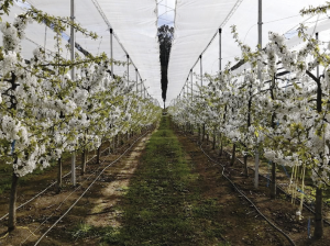 Experiencia de Grupo Hijuelas en avellano, cerezo y vivero