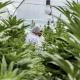 Reglamentación para comercializar cannabis en Colombia estaría lista en octubre