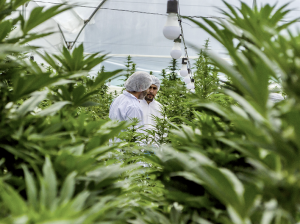 Colombia realizó la primera exportación comercial de cannabis medicinal a México