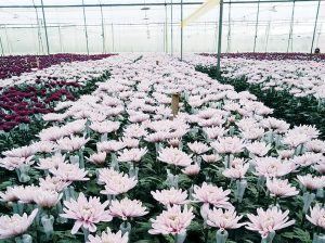 San Valentín: floricultores de Antioquía prevén exportar 175 millones de tallos