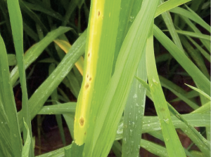 Virus de la Hoja Blanca: “Podríamos estar en el inicio de una epidemia de esta enfermedad”