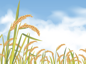 “Está demostrado el efecto positivo de la adopción masiva de tecnología en el sector arrocero”