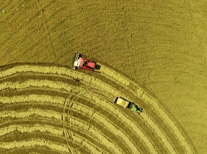 Producción y mercado del arroz en Colombia
