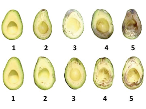 Claves para entender las variables de deterioro del aguacate en postcosecha