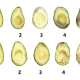 Claves para entender las variables de deterioro del aguacate en postcosecha
