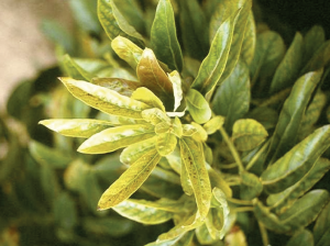 Nutrición del palto: efecto sobre desórdenes y condición de frutos