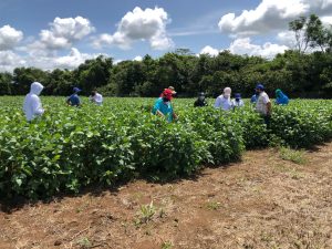 Colombia: se presentaron variedades de soya y arroz altamente productivas