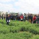 Estudian líneas genéticas avanzadas de alfalfa tolerantes a estrés ambiental