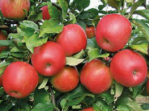 El futuro del negocio de las manzanas