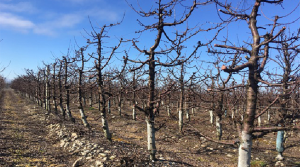 Estrategias para apoyar la entrada en dormancia en frutales de hoja caduca