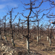 Estrategias para apoyar la entrada en dormancia en frutales de hoja caduca