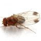 Dan a conocer material para el control de Drosophila suzukii