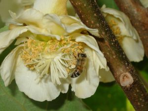 Abejas reinas mejoradas con inseminación artificial