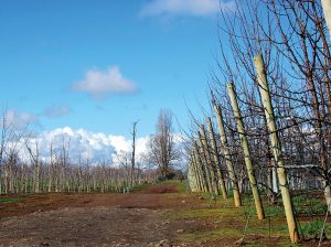 La realidad productiva de Los Lagos-Los Ríos-Araucanía Sur