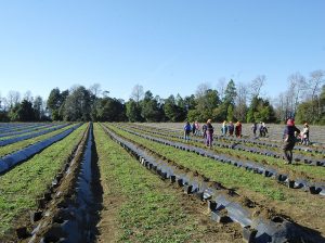 Arándanos orgánicos alcanzan el 12% del volumen exportado