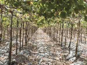 El reto de ser productivos sobre un terreno pedregoso