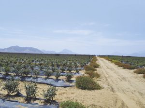 “En 5 o 6 años perú va a ser un proveedor anual de arándanos”