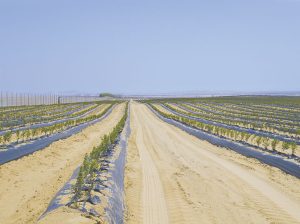 Rumbo a superar las 12,000 hectáreas