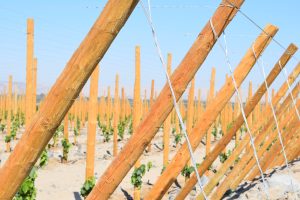 Ni una hectárea más de variedades tradicionales