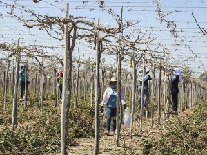 La decisión de sembrar pasa por un tema comercial