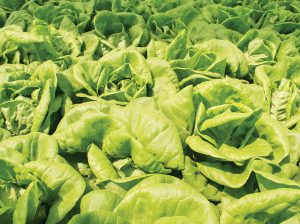 Más fresca que una  lechuga