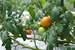 Nace comunidad europea que busca diversificar cultivos