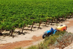 “Los resultados regulares con Red Globe son mejores que los malos resultados con Seedless”