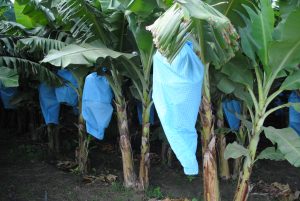 La realización del congreso Acorbat es el mayor desafío de INAGRU