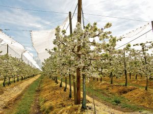Frutales en la nueva región de Ñuble