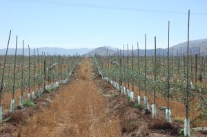 Vida sana para una antigua estrella